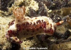 Hypselodoris maculosa by Gabriele Pastonchi 